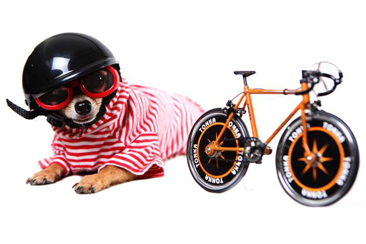 Say Cheese! 5 Pet Photographers in the Philippines 9 Say-Cheese-5-Pet-Photographers-in-the-PH-8