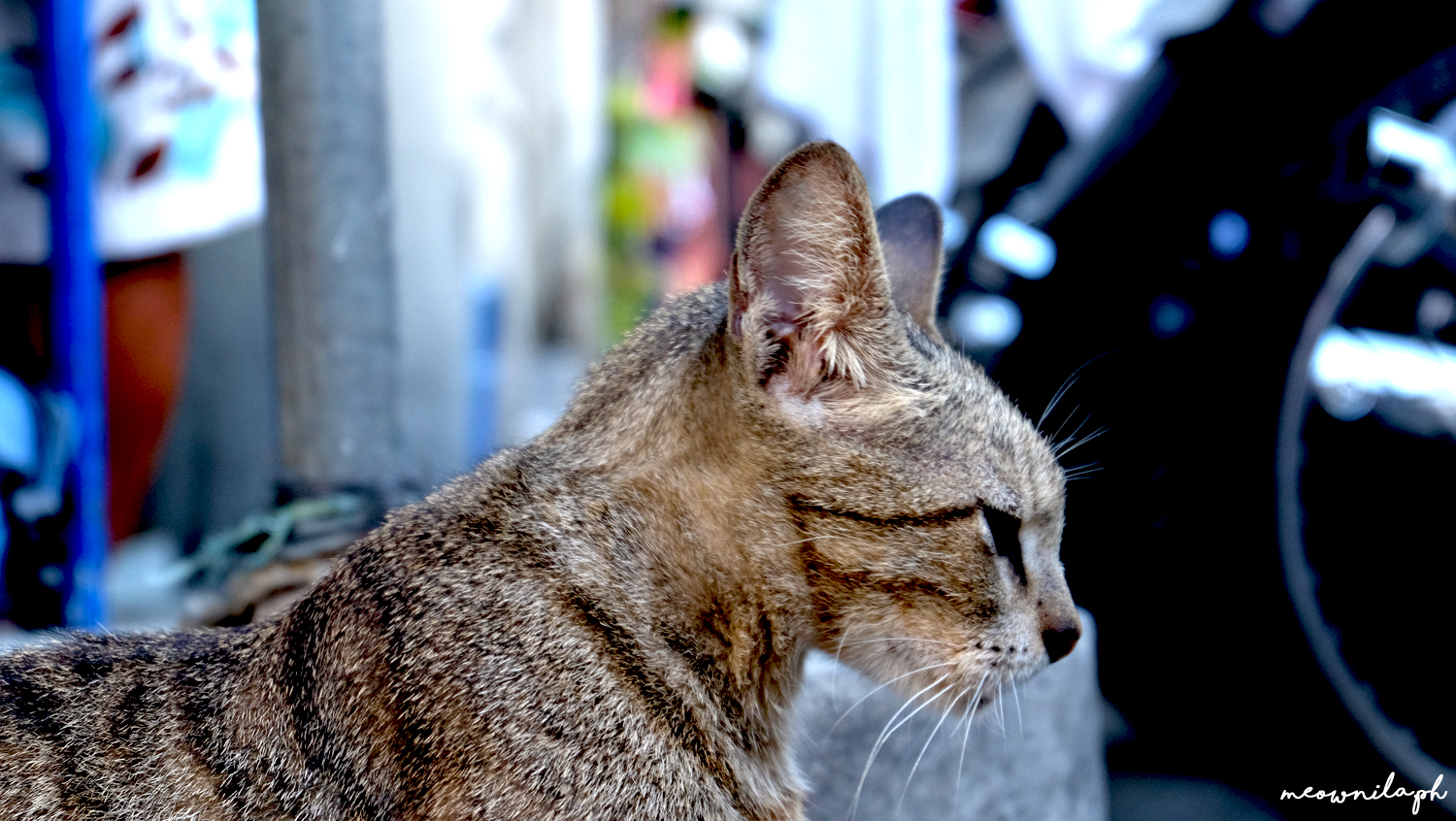 cats in Manila meownila 5