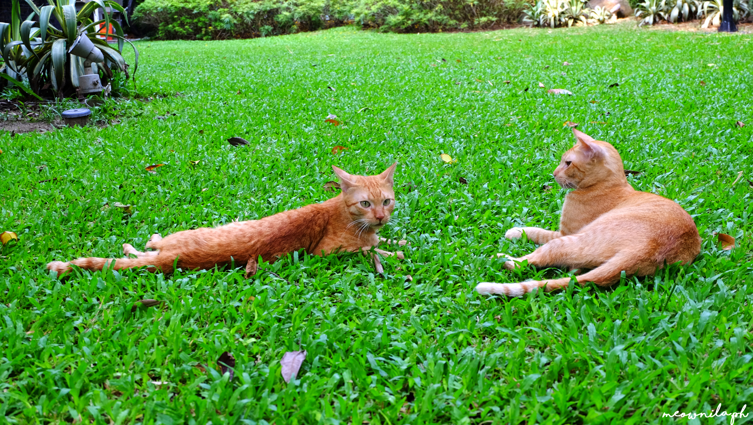 cats in Manila meownila 9
