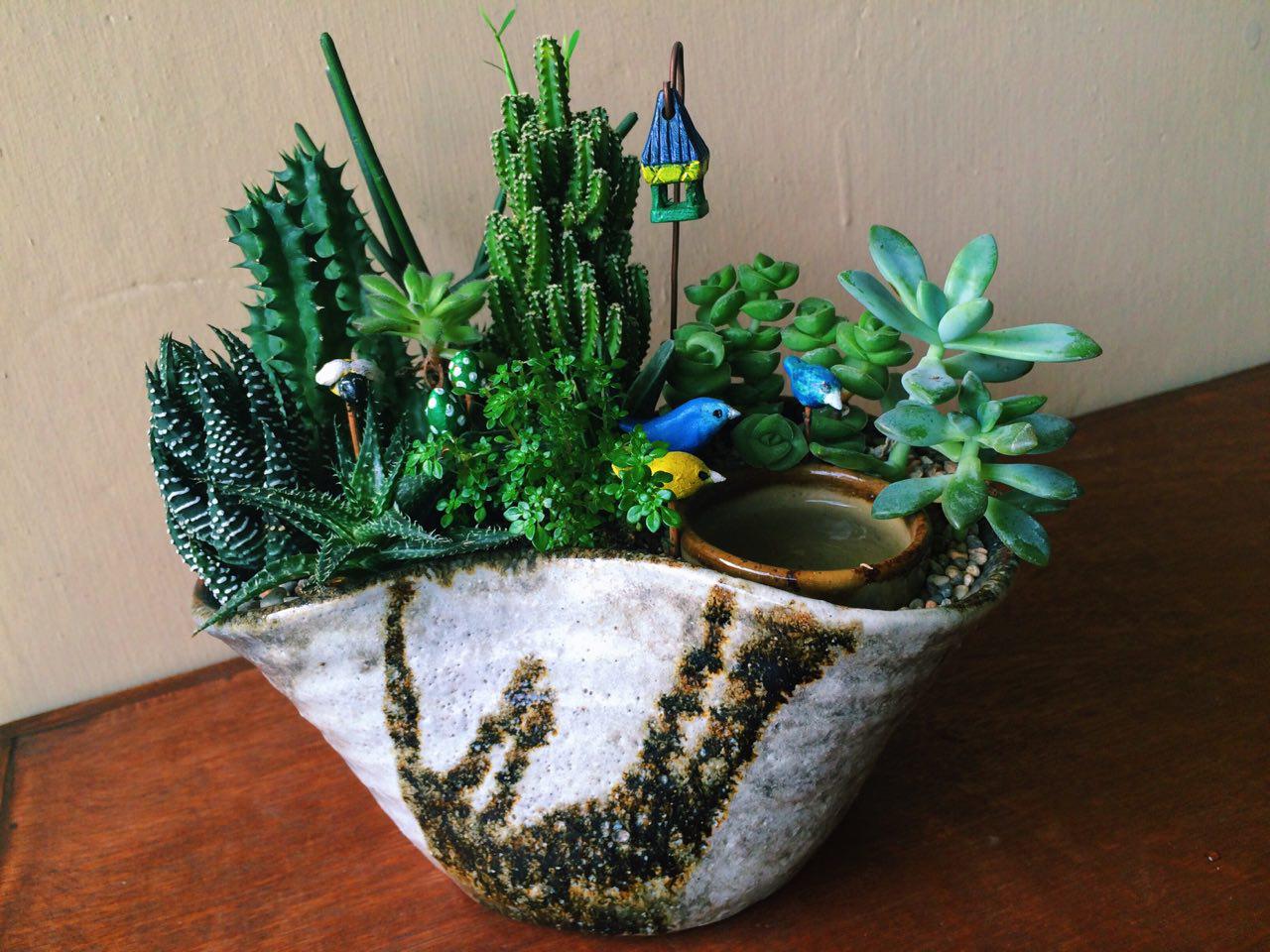 10 Tips for Beginners: How To Take Care Of Cacti and ...