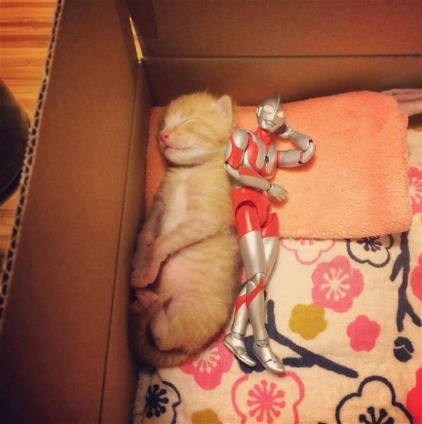 Photos of Ultraman and a Kitten as Best Friends Will Melt Your Heart