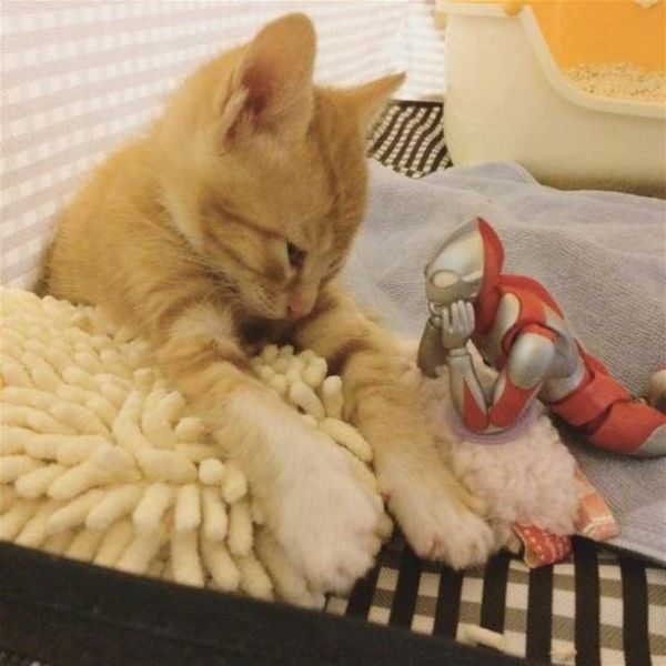 Photos of Ultraman and a Kitten as Best Friends Will Melt Your Heart