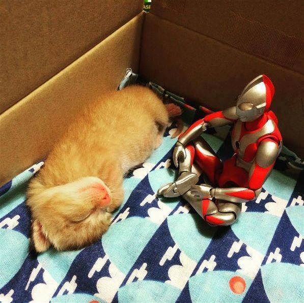 Photos of Ultraman and a Kitten as Best Friends Will Melt Your Heart