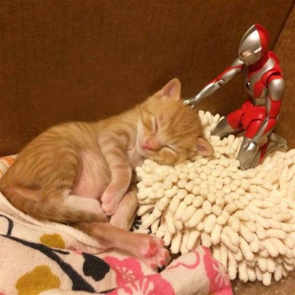 Photos of Ultraman and a Kitten as Best Friends Will Melt Your Heart