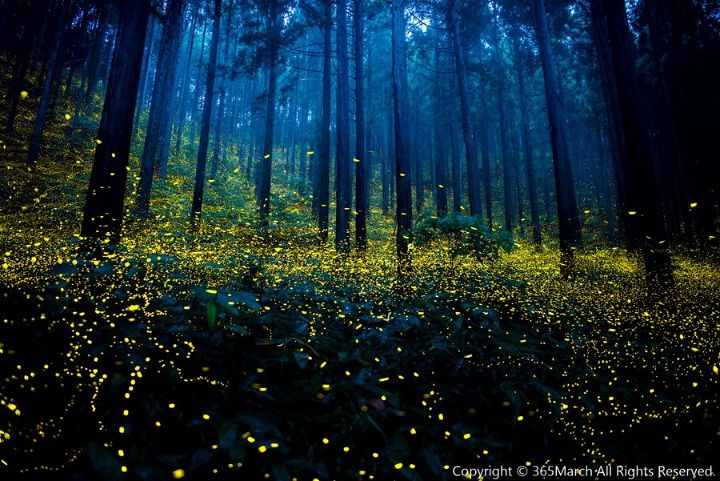 LOOK: Magical Firefly Photos of a Japan in Summer