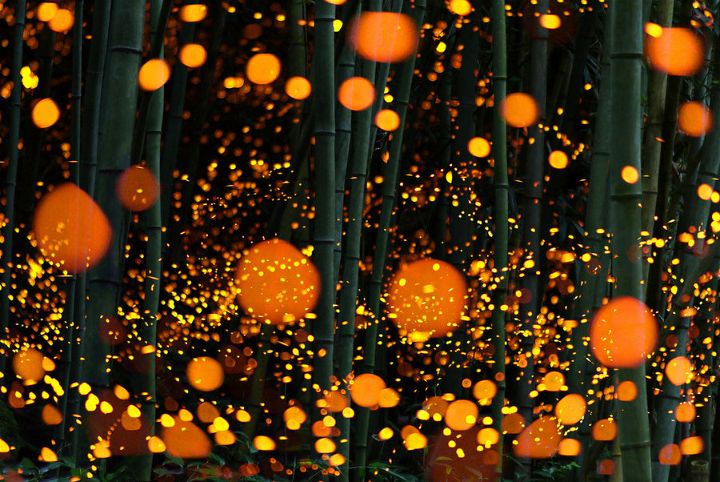 LOOK: Magical Firefly Photos of a Japan in Summer