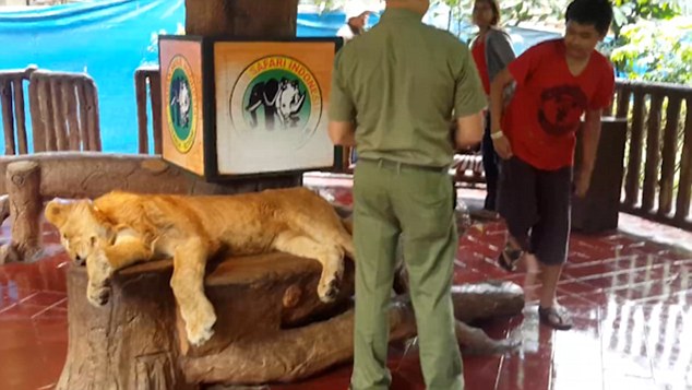 Lion Appears to be Drugged While Forced to Pose with Tourists for Pictures