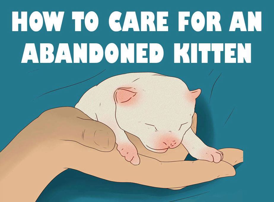 LOOK This is How You Care For an Abandoned Kitten