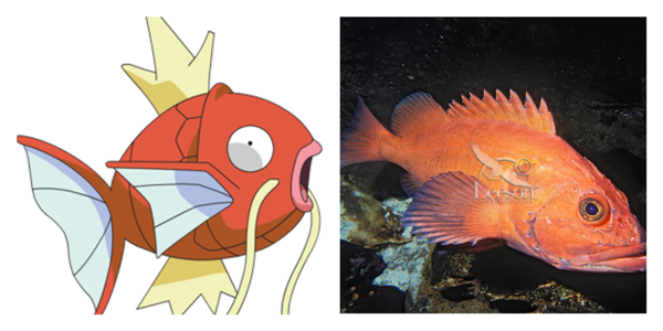 magikarp yelloweye rockfish red snapper