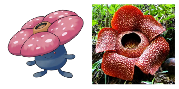 vileplum rafflesia arnoldii