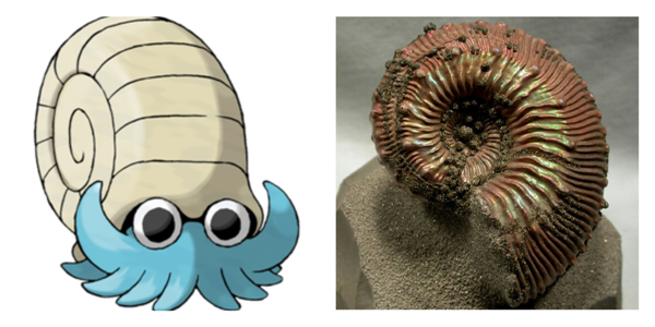omanyte ammonite fossil