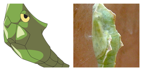 metapod pieris rapae pupa