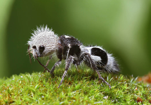 panda ant