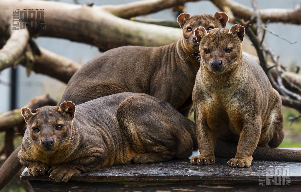 fossa