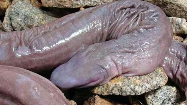 penis snake