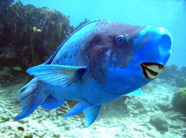 blue parrotfish