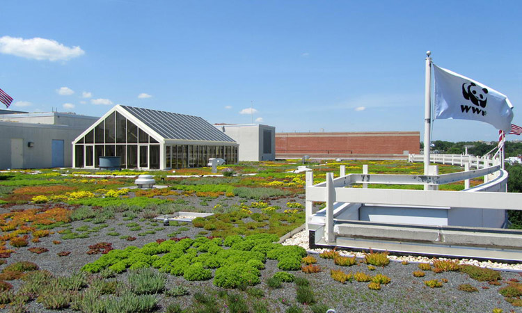 WWF HQ roof