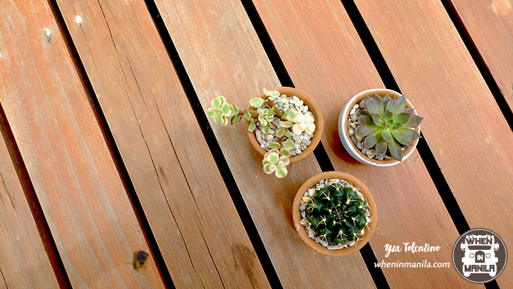 3 Reasons Why Succulents Are The Perfect Souvenirs 5