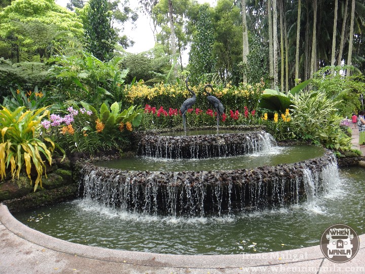 The National Orchid Garden SG (2)