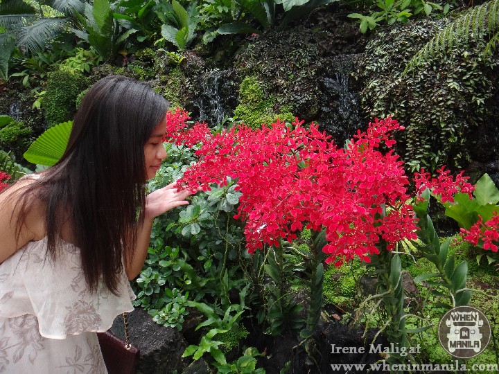 The National Orchid Garden SG (9)