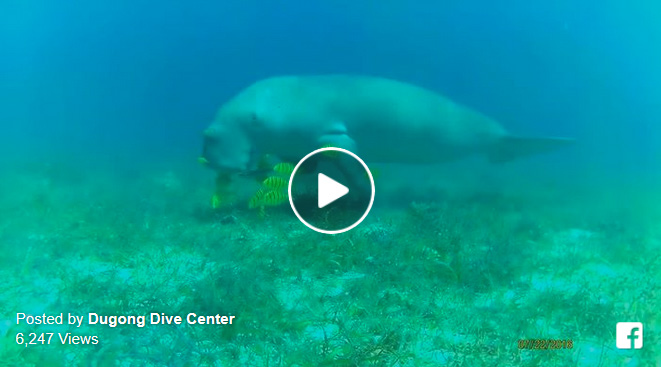 Dugong Dive Center Dugong Sighting Will Make You Feel Amazed of the Ocean Even More