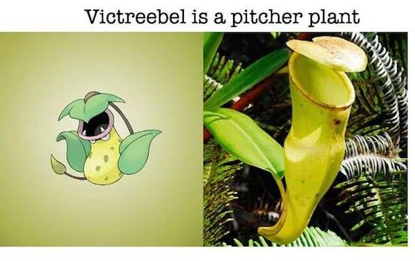 Pokemon Victreebel