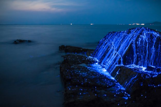 Magical Photos of Rare Sea Fireflies in Japan