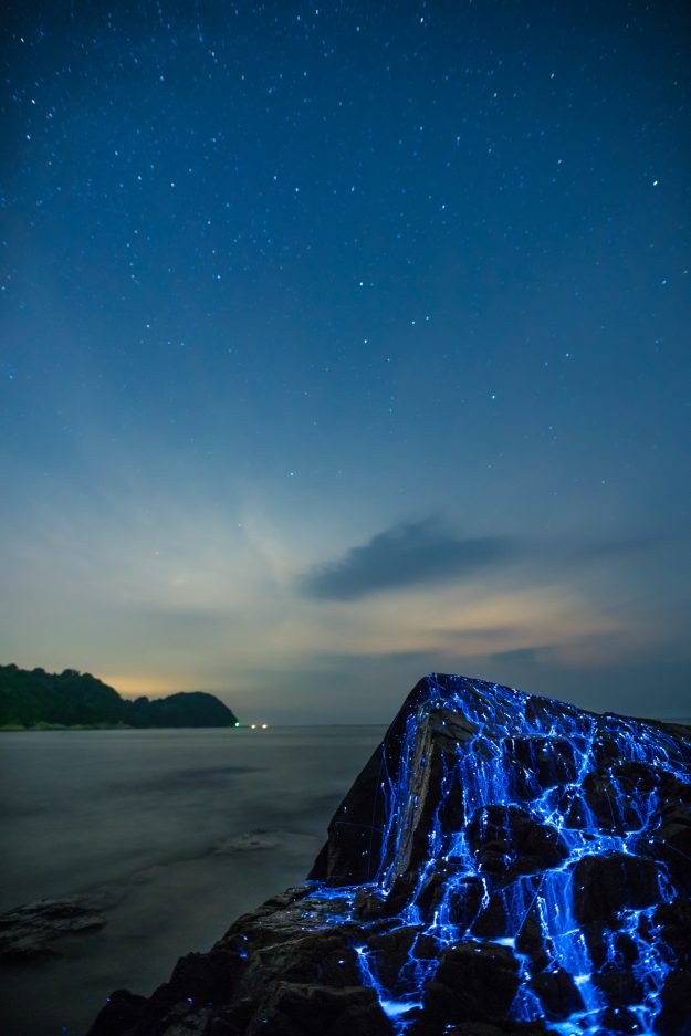 LOOK: Magical Photos of Rare Sea Fireflies in Japan 5 Magical Photos of Rare Sea Fireflies in Japan