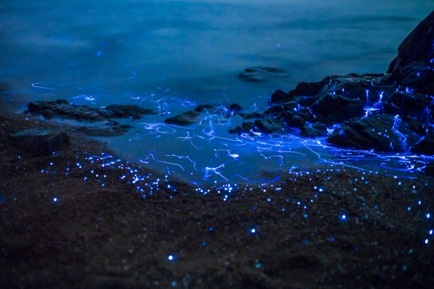 Magical Photos of Rare Sea Fireflies in Japan