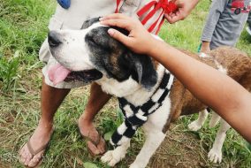 Haven of Love Donate or Volunteer: Sanctuary for Abused and Abandoned Animals