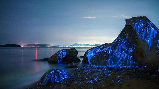 LOOK: Magical Photos of Rare Sea Fireflies in Japan 4 Magical Photos of Rare Sea Fireflies in Japan