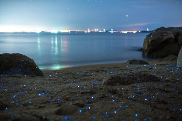 Magical Photos of Rare Sea Fireflies in Japan