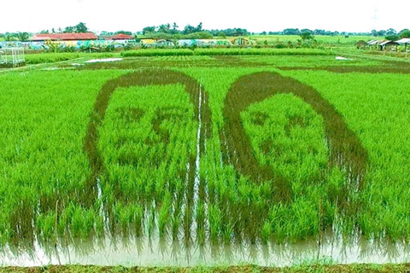 duterte-robredo-rice-field-art