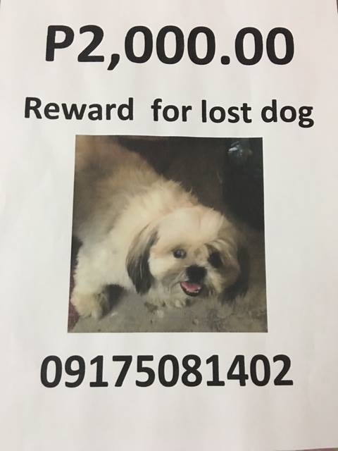 help-this-netizen-find-her-missing-dog