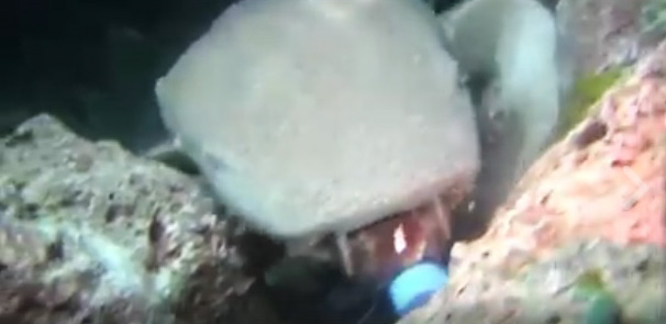 Diver Catches a Sea Creature Swallow an Entire Plastic Bottle