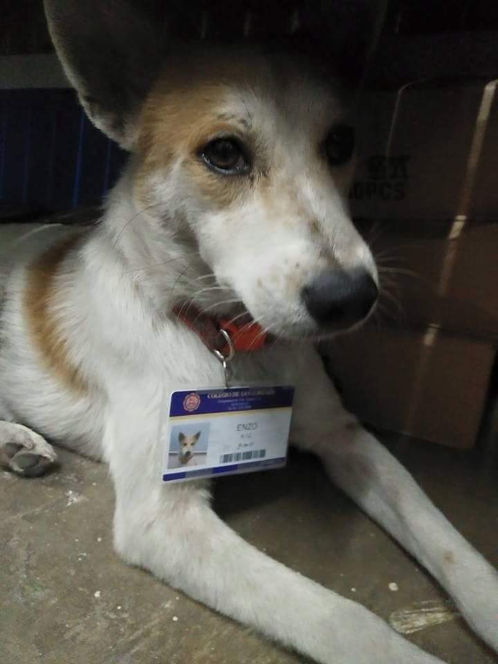 dog1