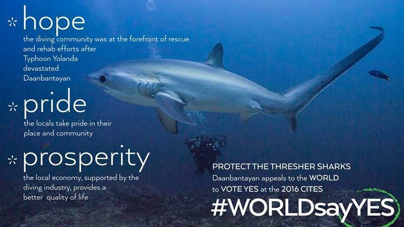 Help Protect the Philippine Thresher Sharks, Sign the Petition Here!
