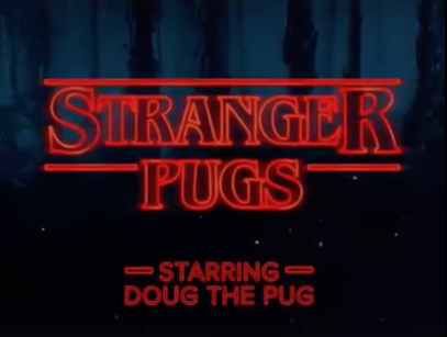 stranger pugs