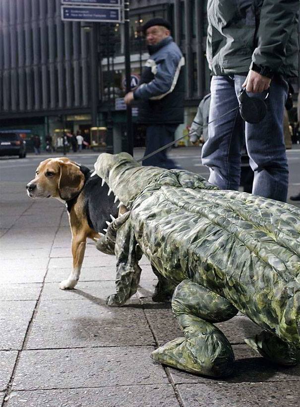 Halloween dog costumes