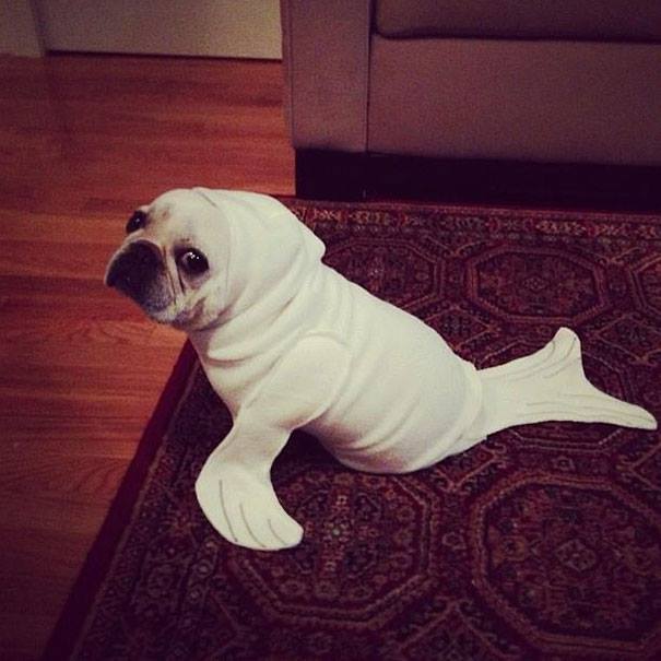 Halloween dog costumes