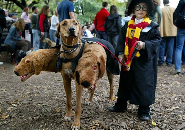 Halloween dog costumes