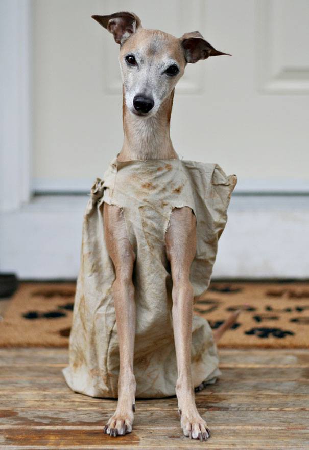 Halloween dog costumes