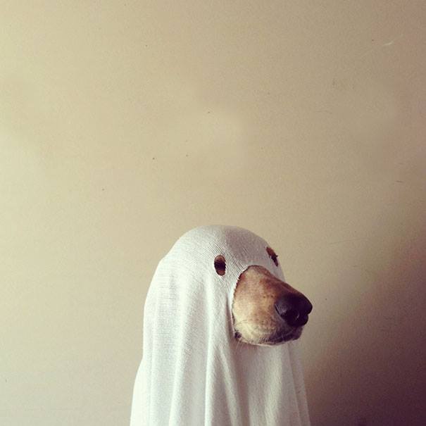 Halloween dog costumes