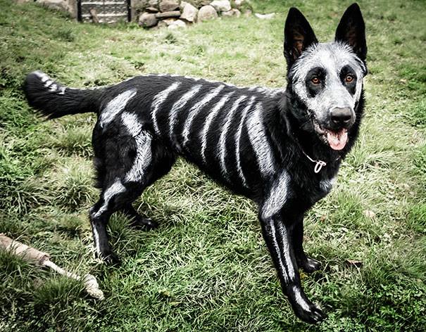 Halloween dog costumes