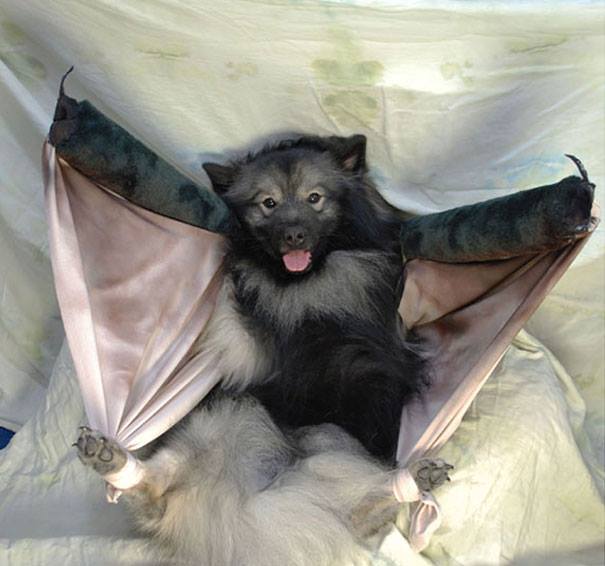 Halloween dog costumes