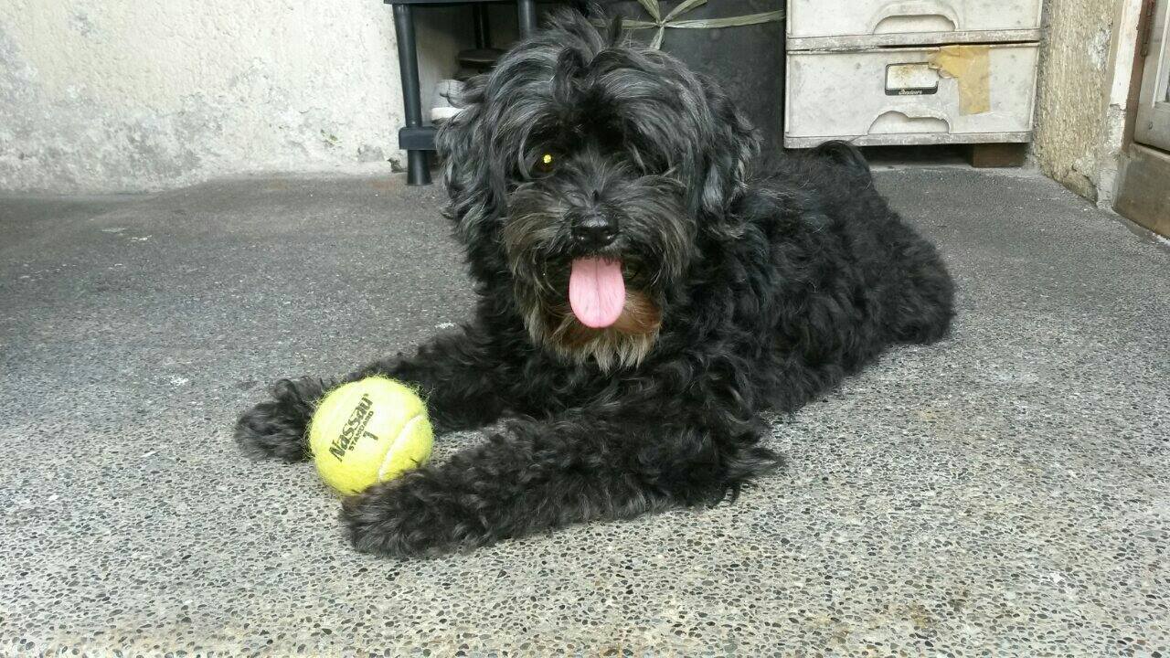 Chloe Missing Dog