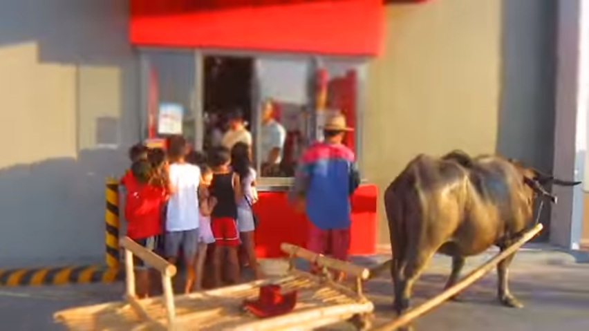 Drive thru kalabaw