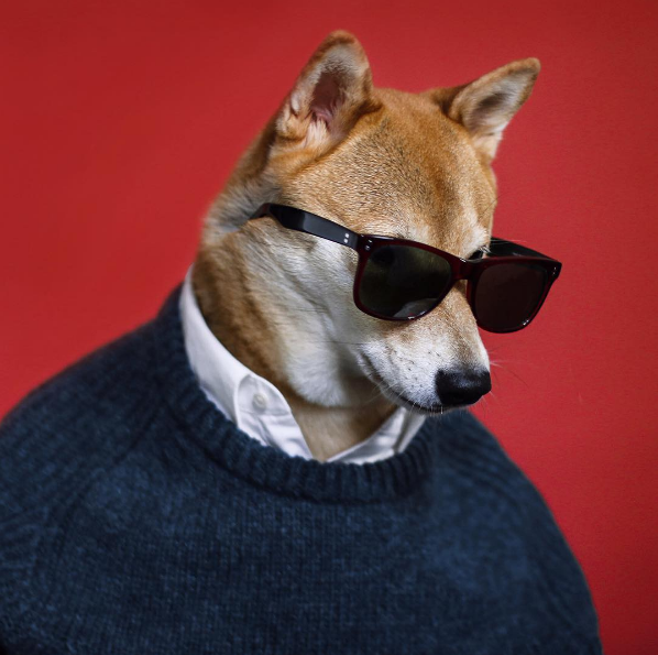 Menswear Dog