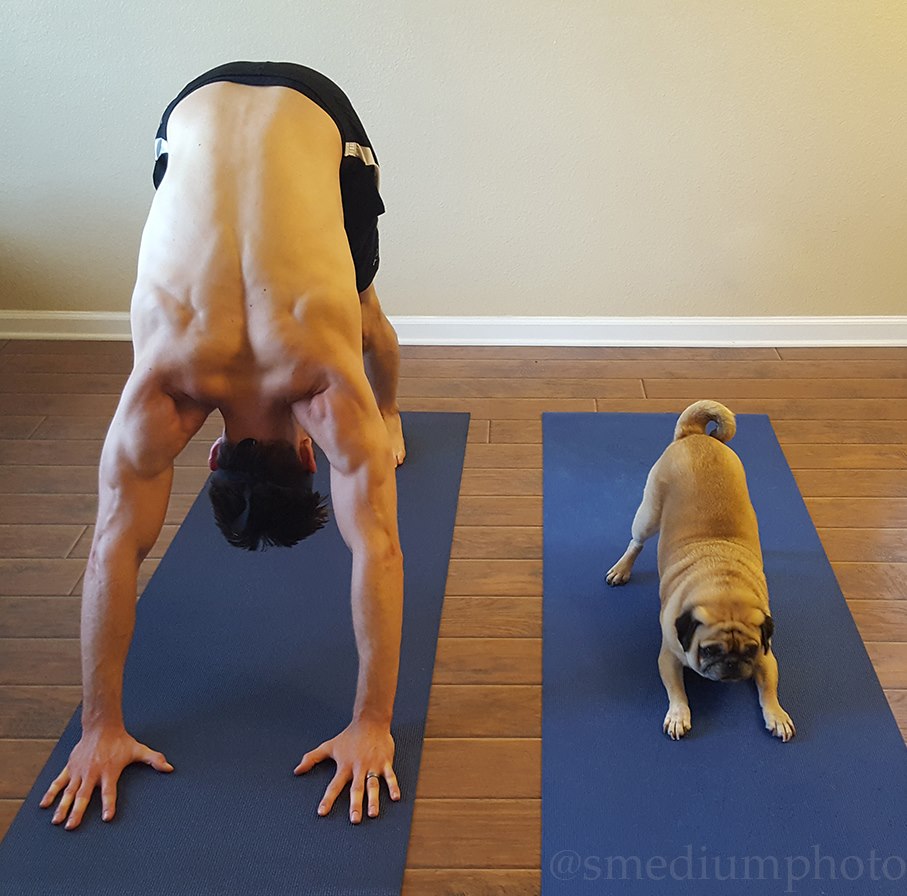 pug-yoga1