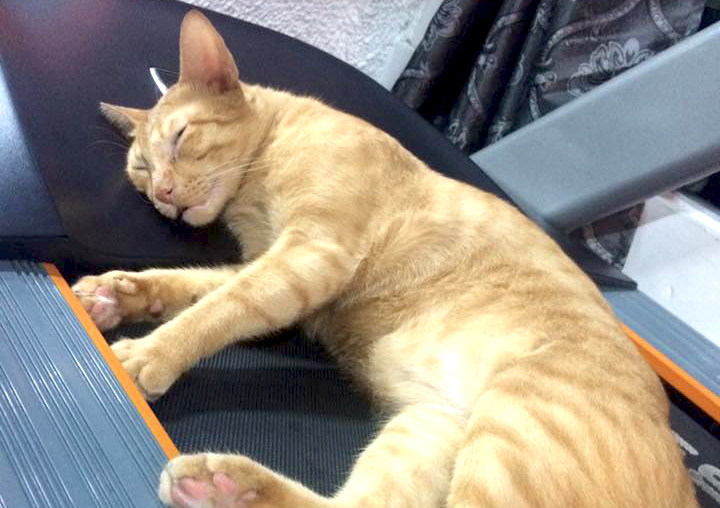 this-gym-adopts-homeless-cats-flexi